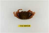 藏品(弧邊管招潮蟹)的圖片